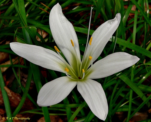{Zephyranthes atamasco}